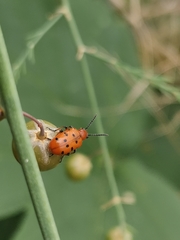 Crioceris duodecimpunctata