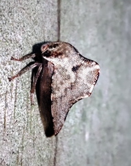 Telamona ampelopsidis