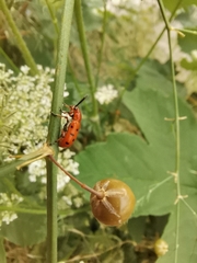 Crioceris duodecimpunctata