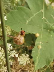 Crioceris duodecimpunctata