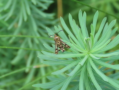 Chamaesphecia empiformis