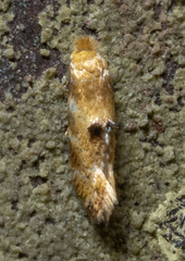 Bucculatrix coronatella