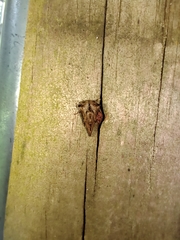 Telamona ampelopsidis