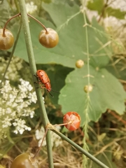 Crioceris duodecimpunctata