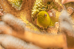 Paragobiodon xanthosoma