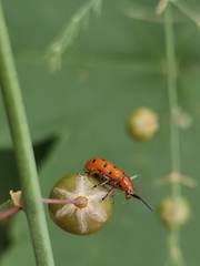 Crioceris duodecimpunctata