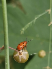 Crioceris duodecimpunctata