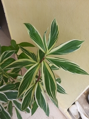 Costus