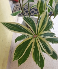 Costus