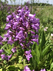 Penstemon tenuis