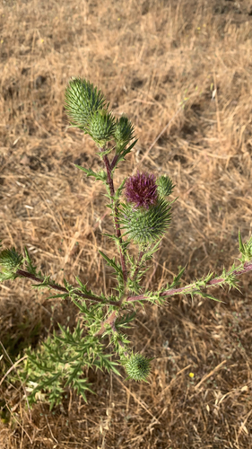 iNaturalist observation photo of Bull Thistle