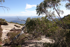 Eucalyptus mitchelliana
