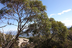 Eucalyptus mitchelliana