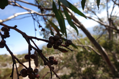 Eucalyptus mitchelliana