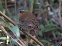 Conopophaga lineata
