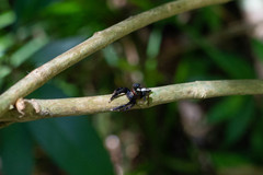 Orientattus hongkong