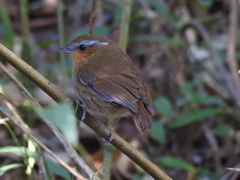 Conopophaga lineata