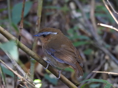 Conopophaga lineata
