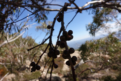 Eucalyptus mitchelliana