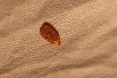 Agonopterix robiniella