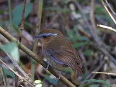 Conopophaga lineata