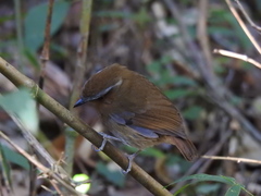 Conopophaga lineata