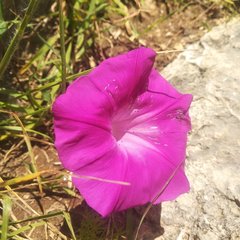 Ipomoea elongata