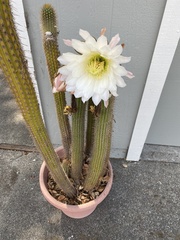 Nyctocereus