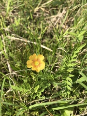 Linum rigidum
