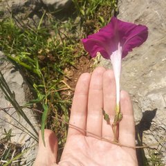 Ipomoea elongata