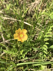 Linum rigidum