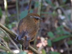 Conopophaga lineata