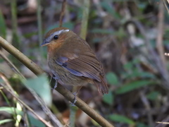 Conopophaga lineata