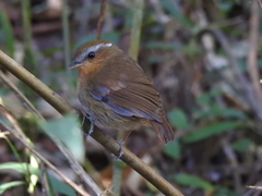 Conopophaga lineata
