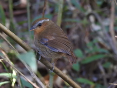 Conopophaga lineata