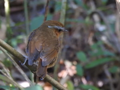 Conopophaga lineata