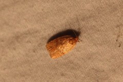 Agonopterix robiniella