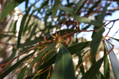 Eucalyptus mitchelliana