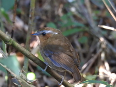Conopophaga lineata