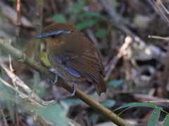 Conopophaga lineata