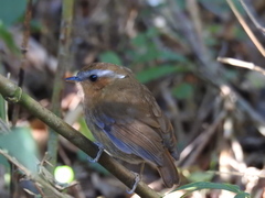 Conopophaga lineata