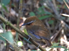 Conopophaga lineata