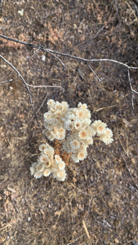 iNaturalist observation photo of California cudweed