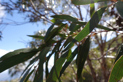 Eucalyptus mitchelliana