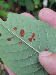 Eriophyes distinguendus