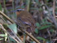 Conopophaga lineata