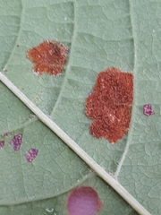 Eriophyes distinguendus