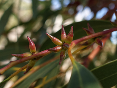 Eucalyptus mitchelliana