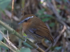 Conopophaga lineata