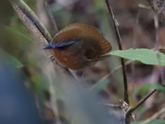 Conopophaga lineata